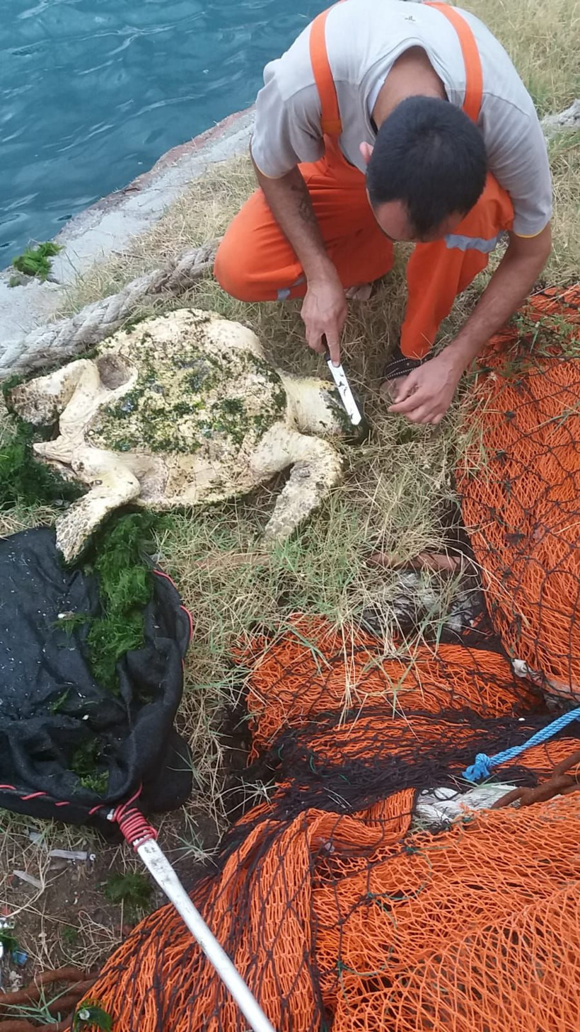 Hatay'da yosun bağlamış kaplumbağayı balıkçılar kurtardı - Resim: 3