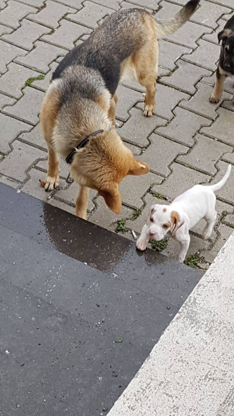 Hatay'da köpek Rodi beş ayda ikinci kez kaçırıldı - Resim: 1