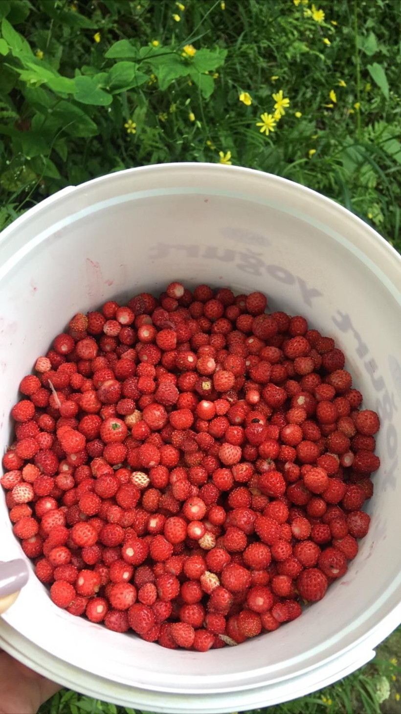 Ordu'da 4 saatte ancak 1 kilo toplanabiliyor 150-200 TL'den satılıyor - Resim: 3