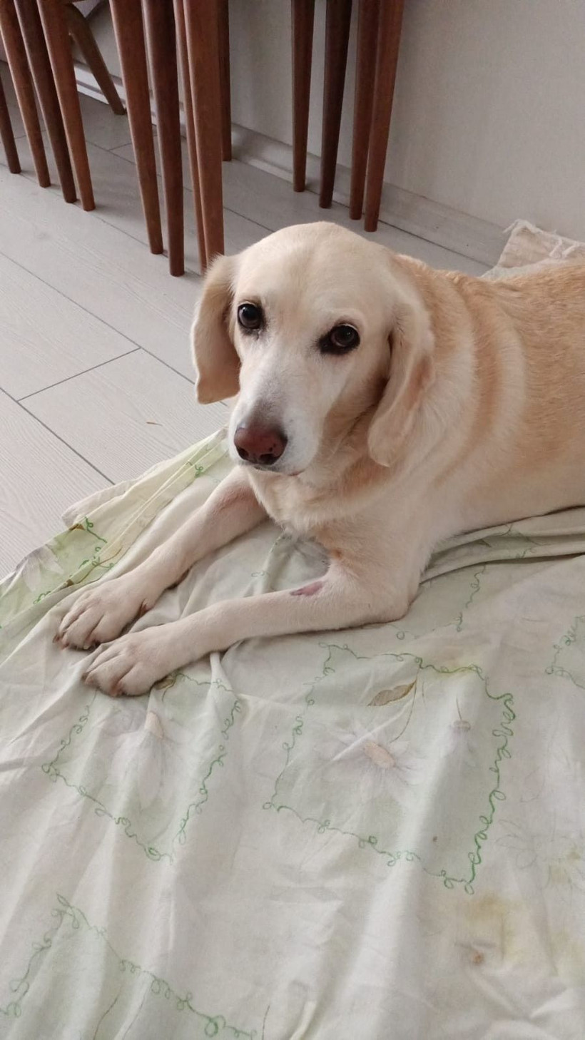 Zonguldak'ta golden cinsi köpeğin idrar kesesinden çıktı veteriner hekim inanamadı - Resim: 4