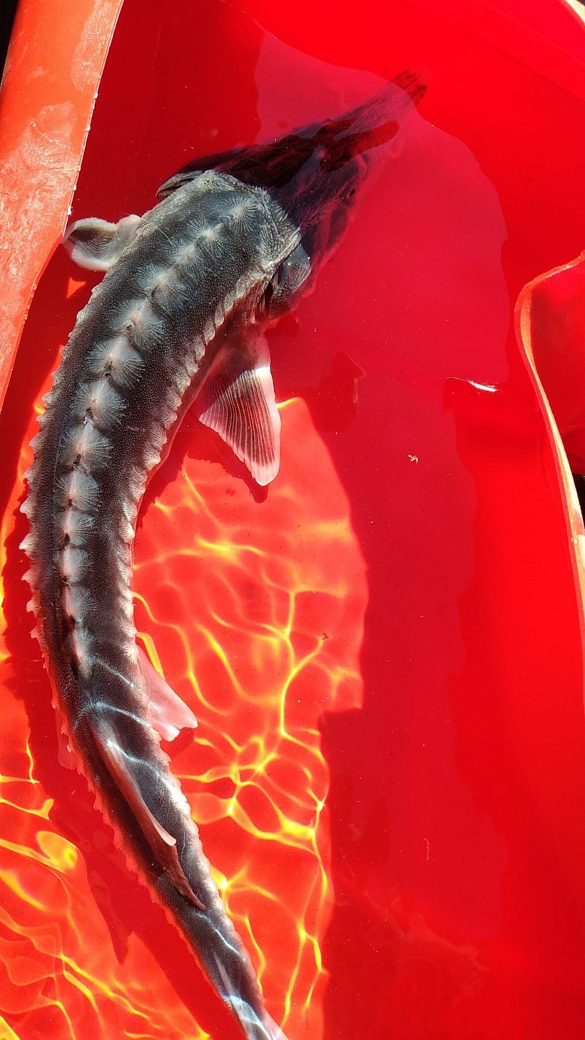 Bu balık altın yumurtluyor! Tunceli'de görüldü yumurtasının kilosu 20 milyon lira - Resim: 1