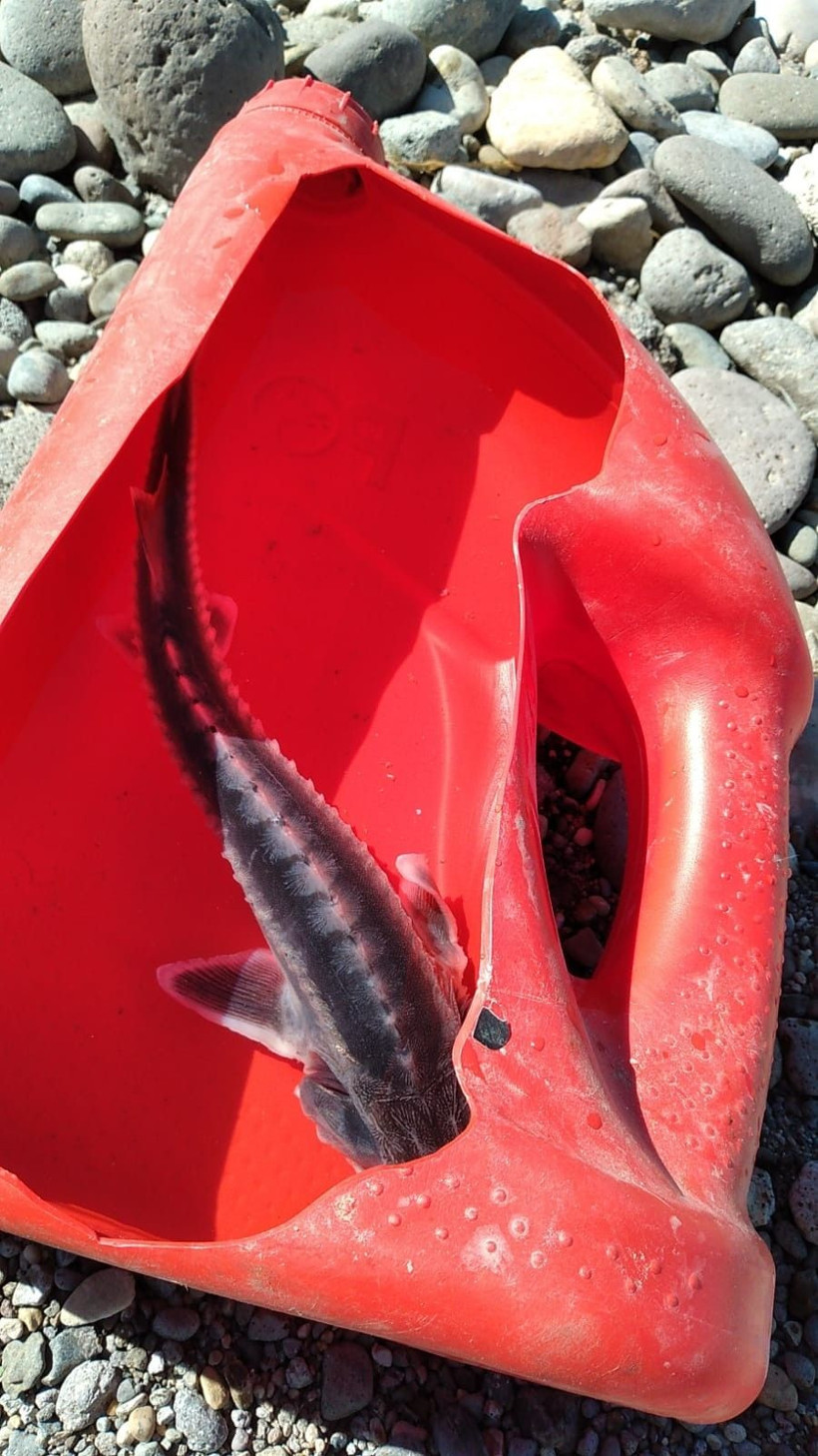 Bu balık altın yumurtluyor! Tunceli'de görüldü yumurtasının kilosu 20 milyon lira - Resim: 4