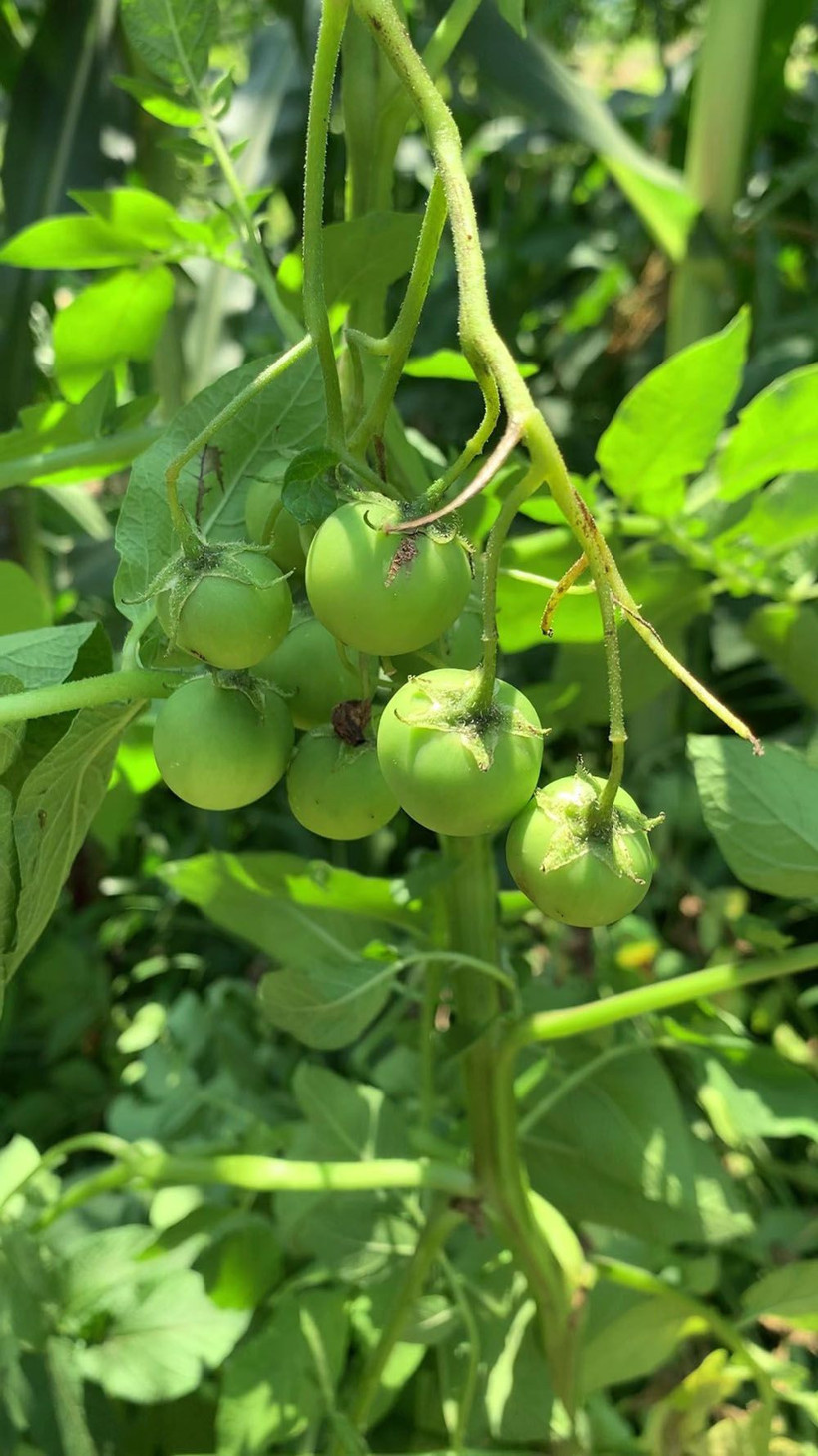 Sakarya’da şaşırtan olay! Tarlaya patates ektiler, domates çıktı meğer zehirliymiş! - Resim: 3
