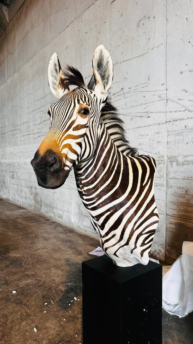 Bakanlık, Trabzon Limanı'nda 19 kargoya el koydu! İ&ccedil;inden &ccedil;ıkanlar şoke etti - Resim: 1