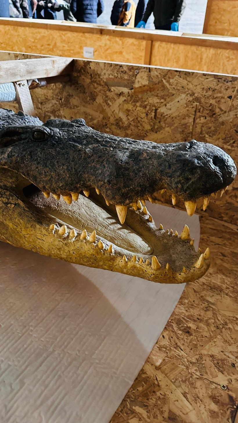 Bakanlık, Trabzon Limanı'nda 19 kargoya el koydu! İ&ccedil;inden &ccedil;ıkanlar şoke etti - Resim: 3