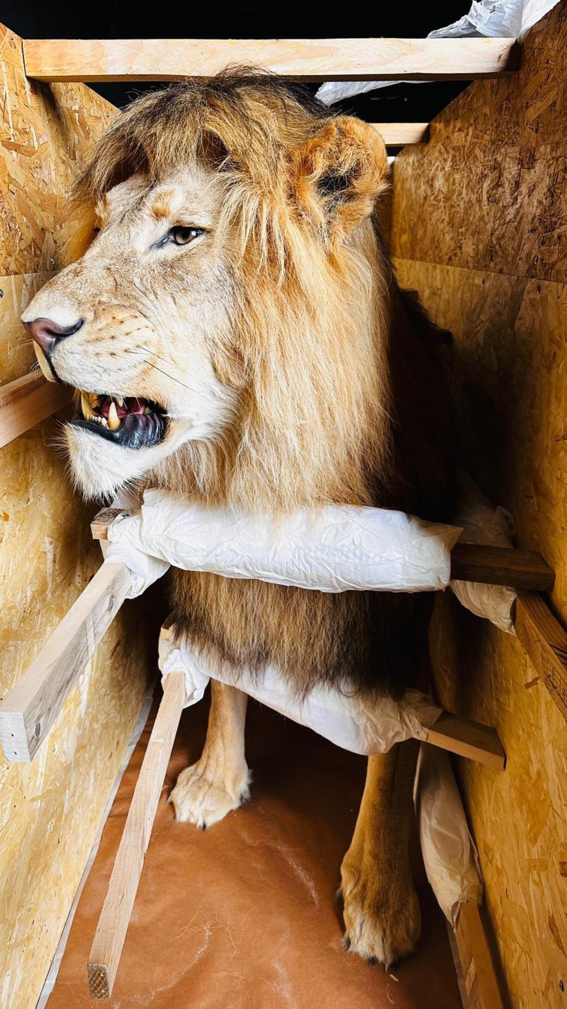 Bakanlık, Trabzon Limanı'nda 19 kargoya el koydu! İ&ccedil;inden &ccedil;ıkanlar şoke etti - Resim: 4