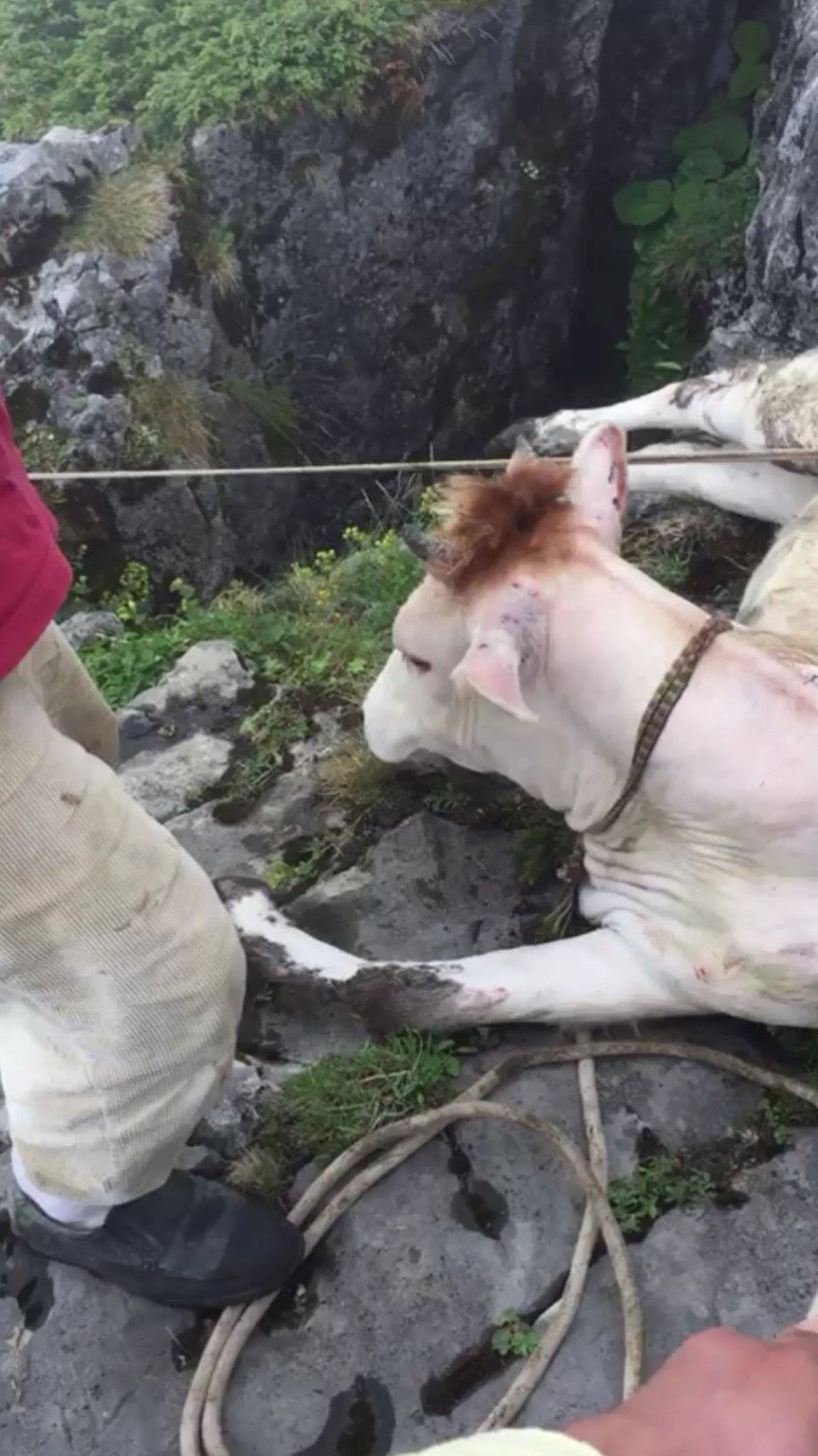Mağaraya düşen inek için seferber oldular - Resim: 4