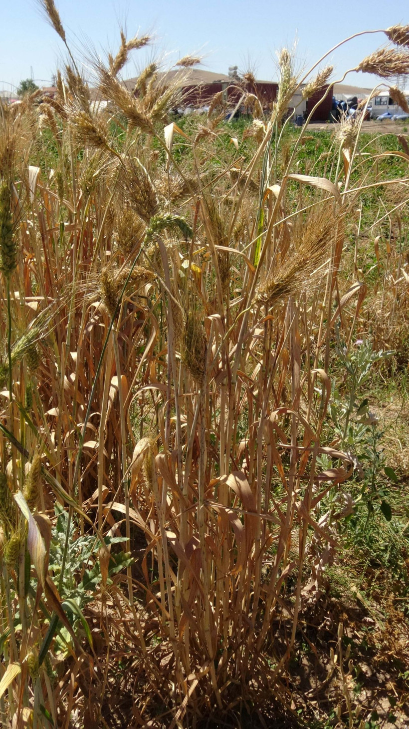 Geçmişini bilmediği bir avuç buğdayı çoğaltmaya çalışıyor - Resim: 4