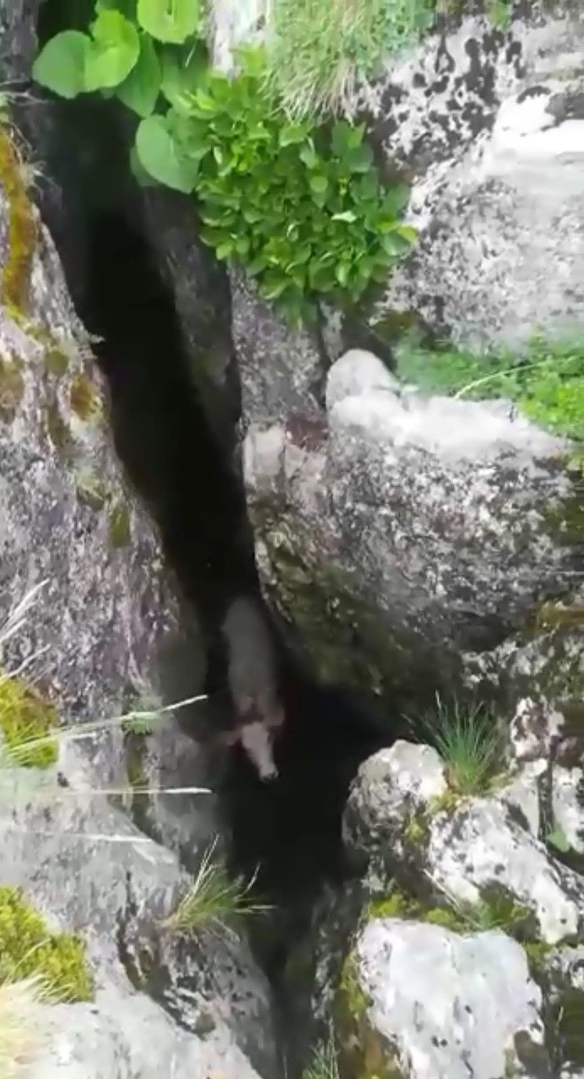 Mağaraya düşen inek için seferber oldular - Resim: 3