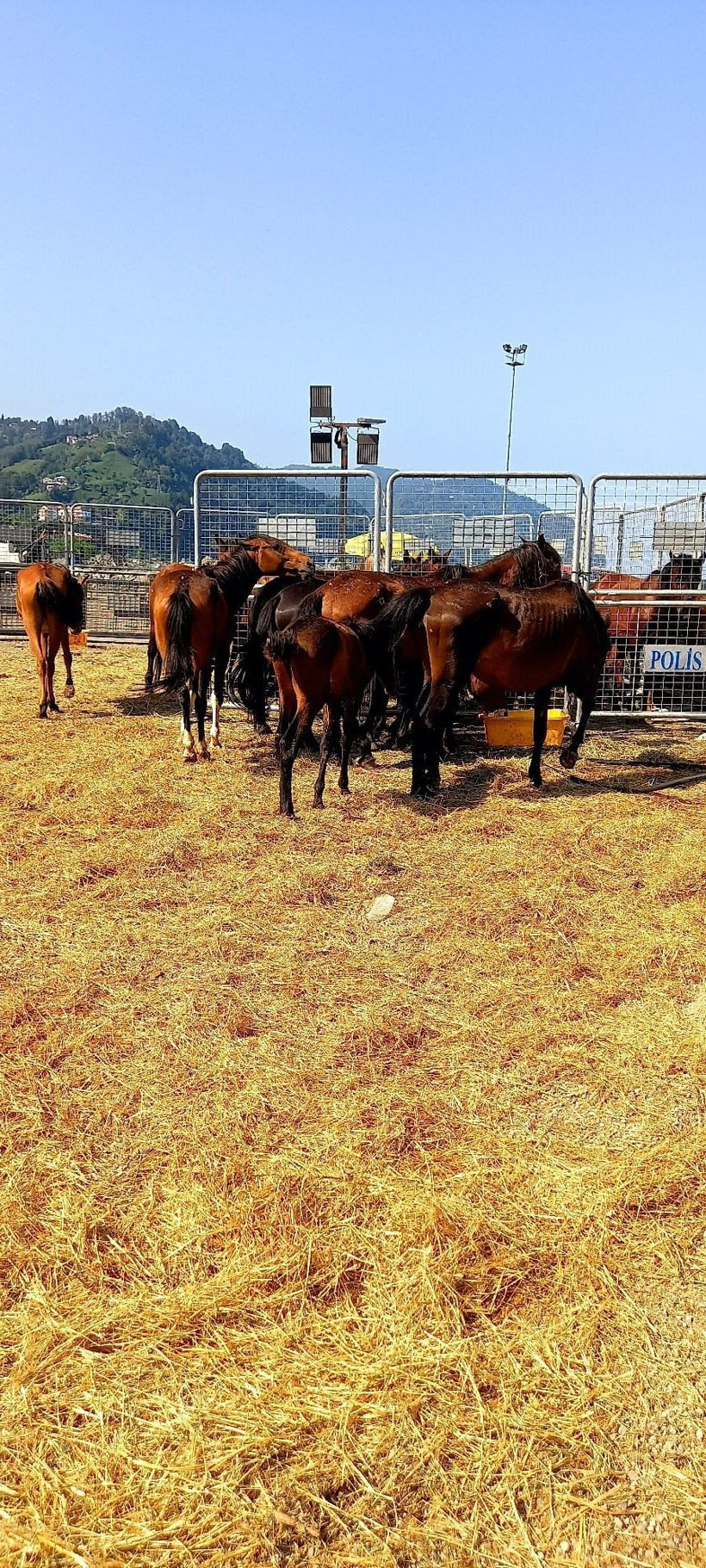 Artvin'de ikinci 'ölüme terk edilen at' vakası! Yürek parçalayıcı - Resim: 4