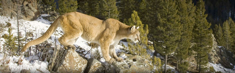 Saldırısına uğradığı dağ aslanını elleriyle boğarak öldürdü - Resim: 4
