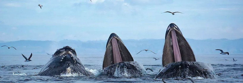 Balinanın deniz aslanını yutma anı görüntülendi sonrasında yaşananlar şaşırttı - Resim: 3