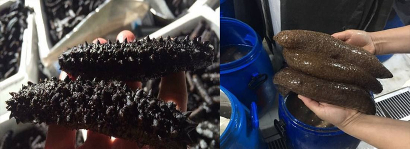 İzmir'de yasak olmasına rağmen avlıyorlar! Gecede 20 bin lira kazanç - Resim: 2