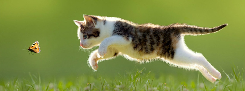 Kedi bakıcılığı için  200 kişi başvuru - Resim: 3