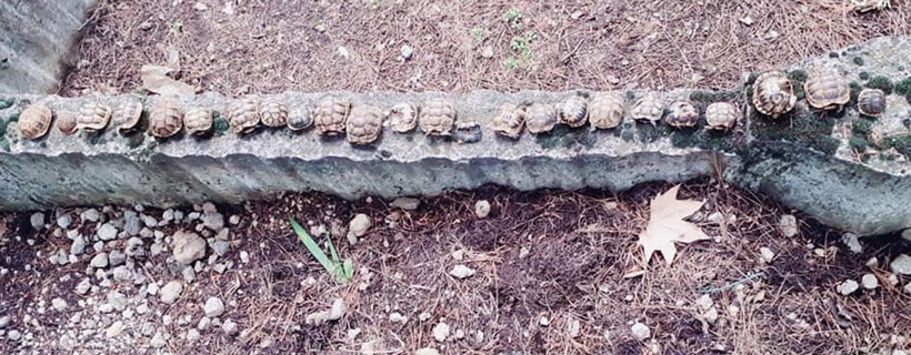 Isparta'da mezarlıktaki kaplumbağaların sırrı çözüldü - Resim: 1