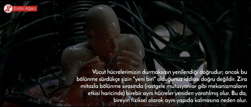 İnsan vücudu 7 yılda bir yenileniyor mu? - Resim: 3