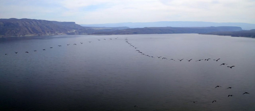 Nallıhan'da ip gibi süzüldüler! Drone ile havadan görüntülendiler - Resim: 1