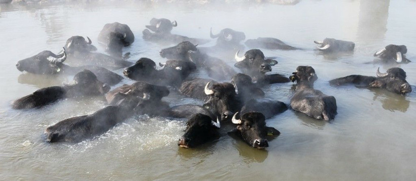 Bitlis'te mandalar eksi 20 derecelik havada kaplıcanın sıcak suyunda keyif sürüyor - Resim: 1