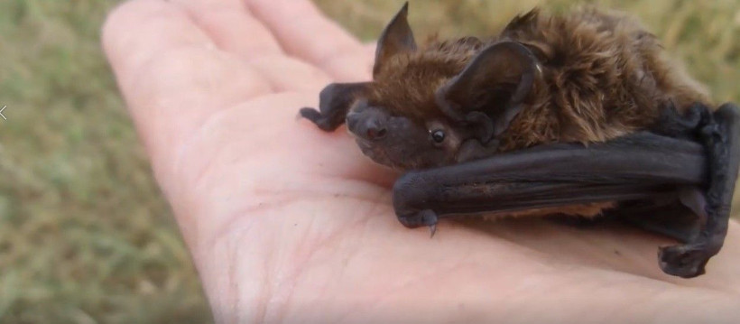 Bursa’da mağaraya girip koronavirüsle gündeme gelen yarasayı öptü - Resim: 1