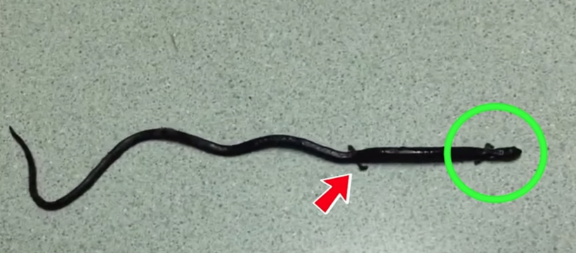 Bu hayvanı görürseniz yakın bir zamanda kıyamet kopacak - Resim: 4