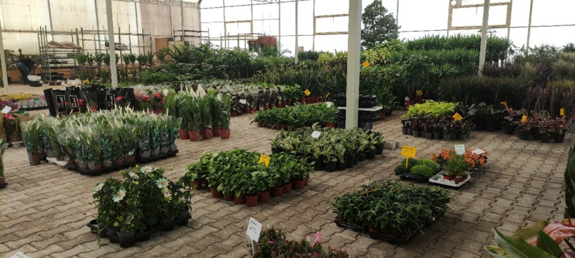 Etle beslenen bitkiye büyük ilgi! Bursalı çiçekçi yurt dışından getirtiyor - Resim: 2