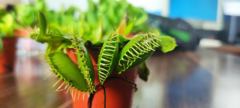 Etle beslenen bitkiye büyük ilgi! Bursalı çiçekçi yurt dışından getirtiyor - Resim: 3