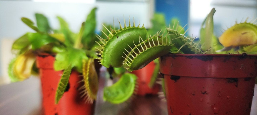 Etle beslenen bitkiye büyük ilgi! Bursalı çiçekçi yurt dışından getirtiyor - Resim: 4