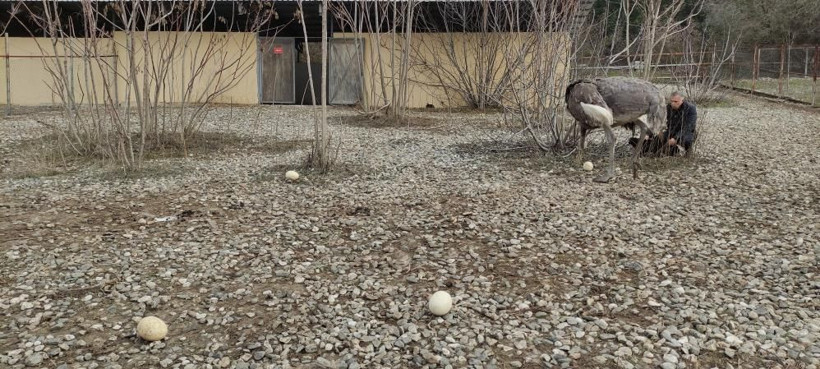 Sıcak hava onları da etkiledi! Mevsimleri karıştıran deve kuşları yumurtlamaya başladı - Resim: 3