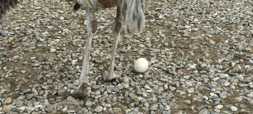Sıcak hava onları da etkiledi! Mevsimleri karıştıran deve kuşları yumurtlamaya başladı - Resim: 4