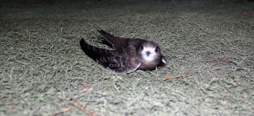 Muğla'da bulunan yaralı Ebabil Kuşu koruma altına alındı - Resim: 3