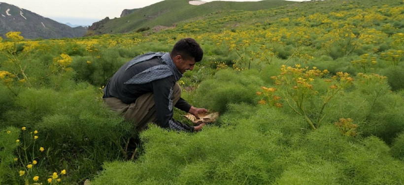 Şırnak Uludere ilçesinde sadece 14 gün yetişiyor! Fiyatı 120 lira - Resim: 1