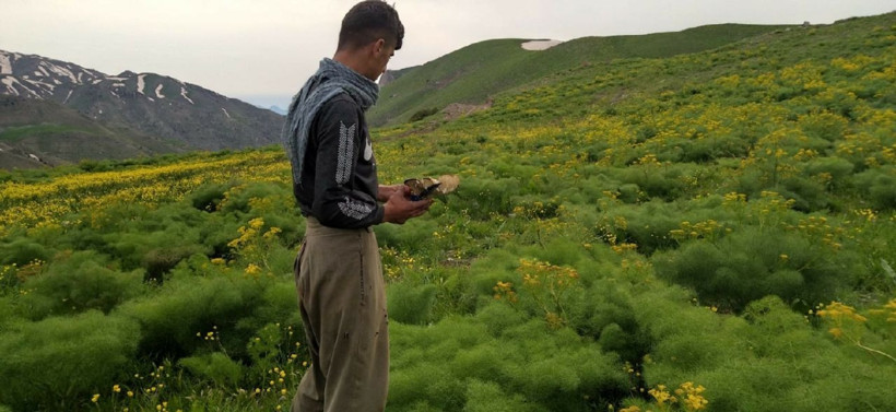 Şırnak Uludere ilçesinde sadece 14 gün yetişiyor! Fiyatı 120 lira - Resim: 2