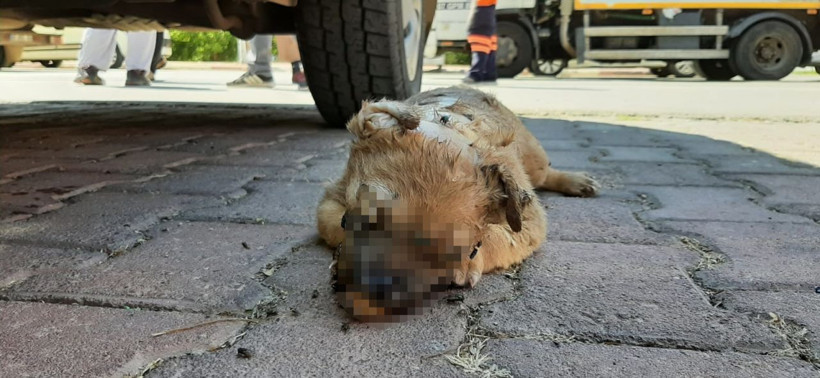 Zehirlenip yakılarak öldürüldüler! Antalya'da yavru köpeklere yapılan vahşet - Resim: 3