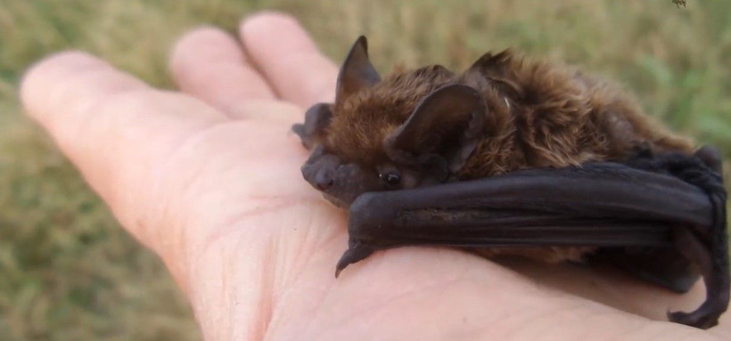Bursa’da mağaraya girip koronavirüsle gündeme gelen yarasayı öptü - Resim: 2