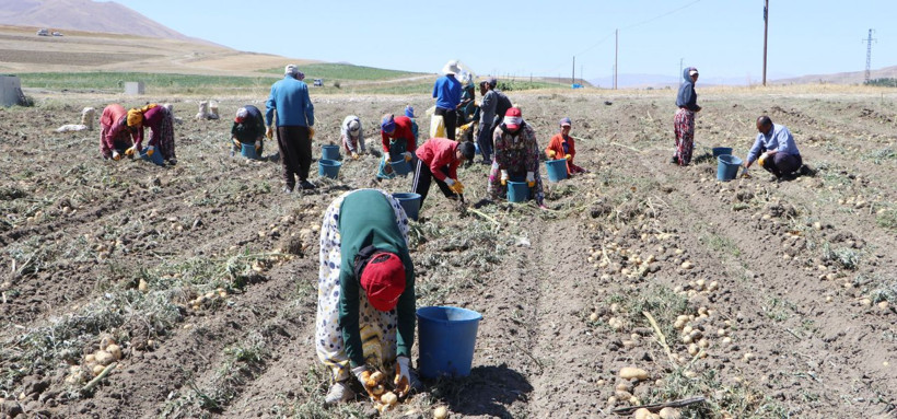 Okullar açıldı ama onlar tarlada 14 yaşındaki lise öğrencisi: Patates bitene kadar buradayız - Resim: 4
