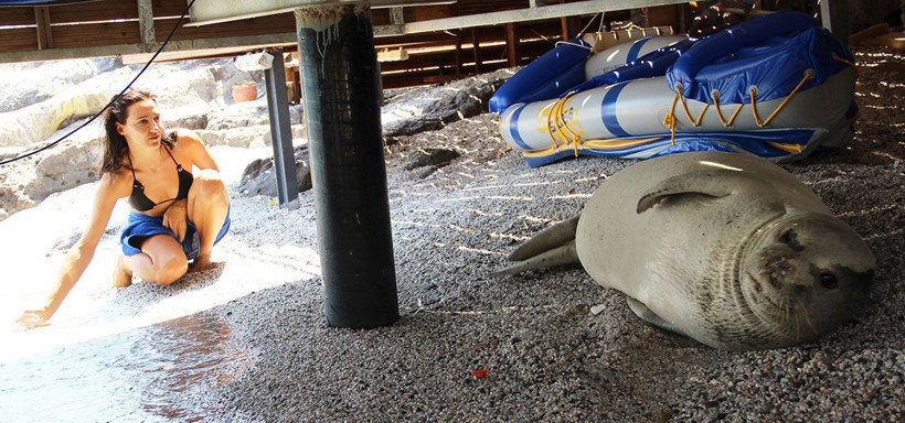 Muğla Bodrum'da beyaz fok balığını şikayet ettiler - Resim: 1