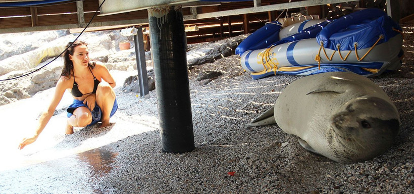 Muğla Bodrum'da beyaz fok balığını şikayet ettiler - Resim: 2