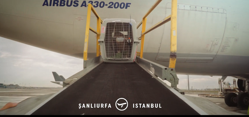 Şanlıurfa'da bitkin düşmüştü! Nesli tükenmekte olan akbaba evine geri döndü - Resim: 4