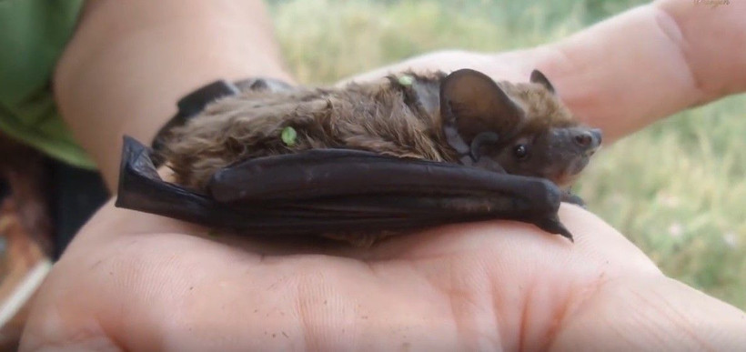 Bursa’da mağaraya girip koronavirüsle gündeme gelen yarasayı öptü - Resim: 3