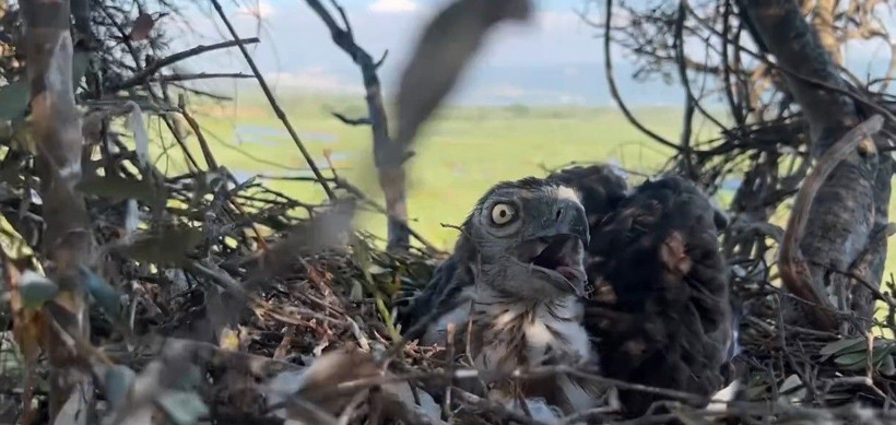 Sahibi gelse olacakları siz düşünün! 10 yıldır peşindeydi tırmanıp görüntüledi - Resim: 4