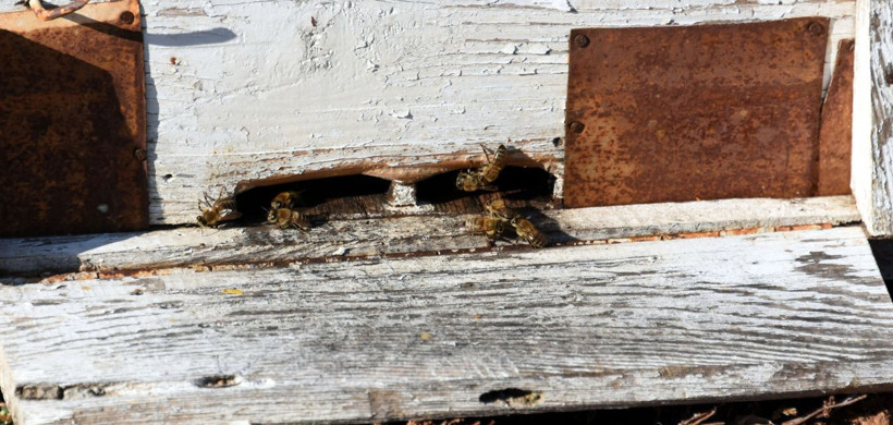 Dünyanın hiçbir yerinde yok! Siyah mucize balın sırrı ortaya çıktı - Resim: 2