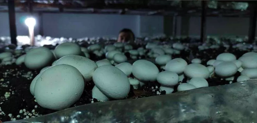 400 metrekarelik alanda yetiştiriyor 3 milyon kazanıyor! Sipariş yağıyor - Resim: 2