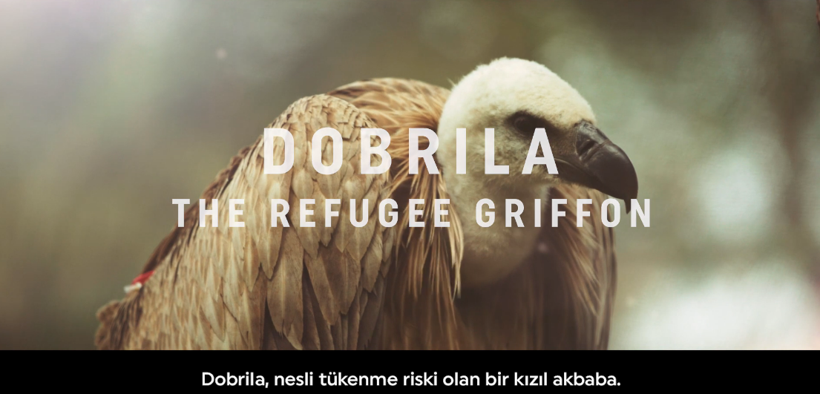 Şanlıurfa'da bitkin düşmüştü! Nesli tükenmekte olan akbaba evine geri döndü - Resim: 2