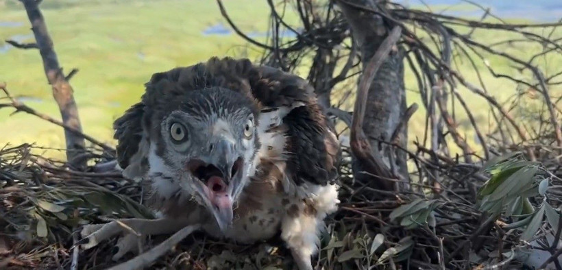 Sahibi gelse olacakları siz düşünün! 10 yıldır peşindeydi tırmanıp görüntüledi - Resim: 3
