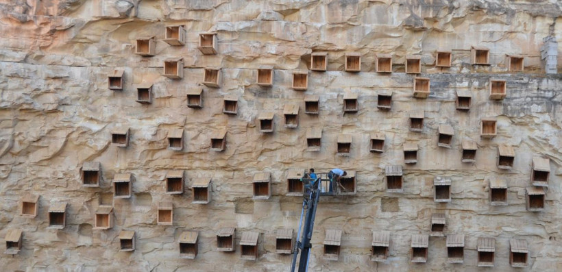 Şanlıurfa'da kelaynakların yuvaları yenilendi - Resim: 1