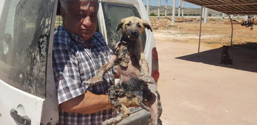 Gaziantep'te yavru köpeğin başına gelmeyen kalmadı - Resim: 1