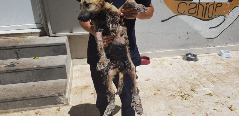 Gaziantep'te yavru köpeğin başına gelmeyen kalmadı - Resim: 2