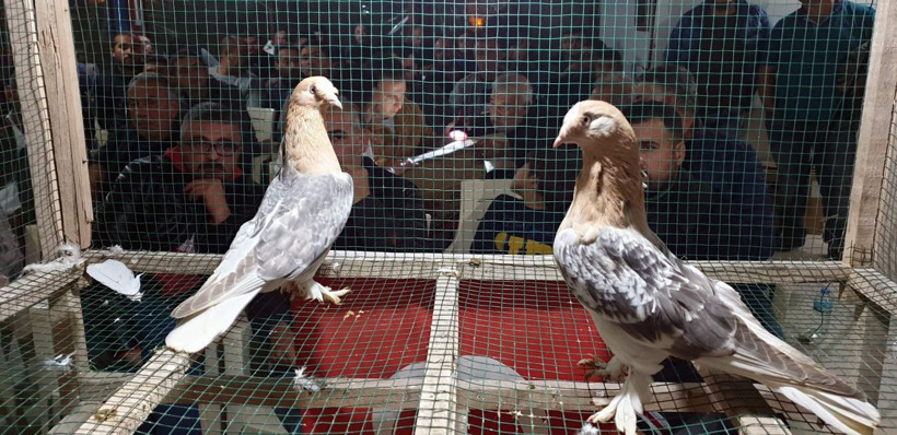 Muğla'da yetişiyor anavatanı Vietnam! Bir tas çorbası 350 dolar - Resim: 3