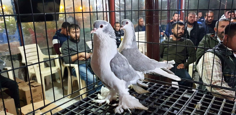 Muğla'da yetişiyor anavatanı Vietnam! Bir tas çorbası 350 dolar - Resim: 2