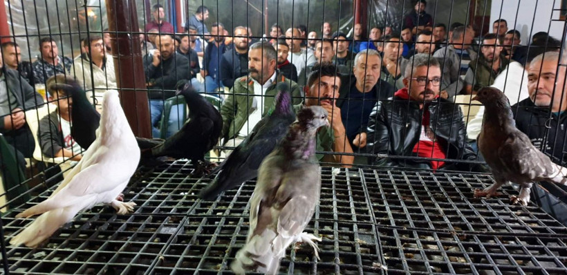 Muğla'da yetişiyor anavatanı Vietnam! Bir tas çorbası 350 dolar - Resim: 4